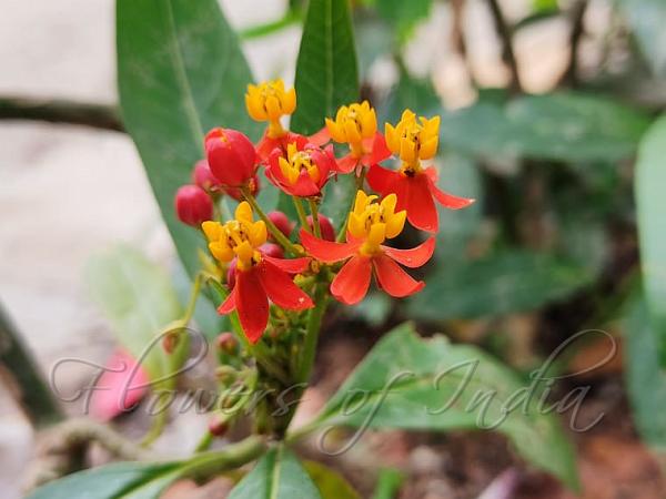 Scarlet Milkweed